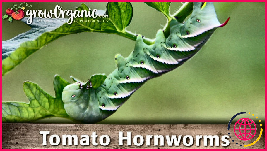 Comment se débarrasser des vers de la tomate à cornes vertes ?
