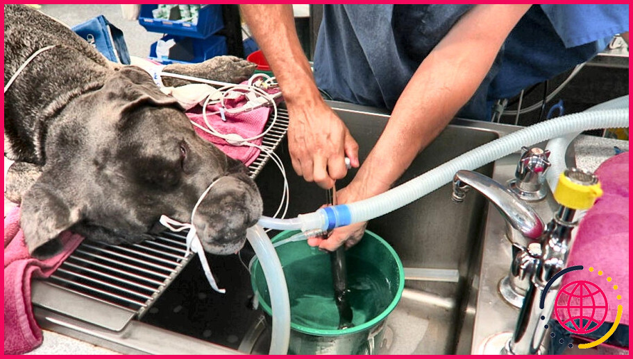 Comment se fait le lavage gastrique chez le chien ?
