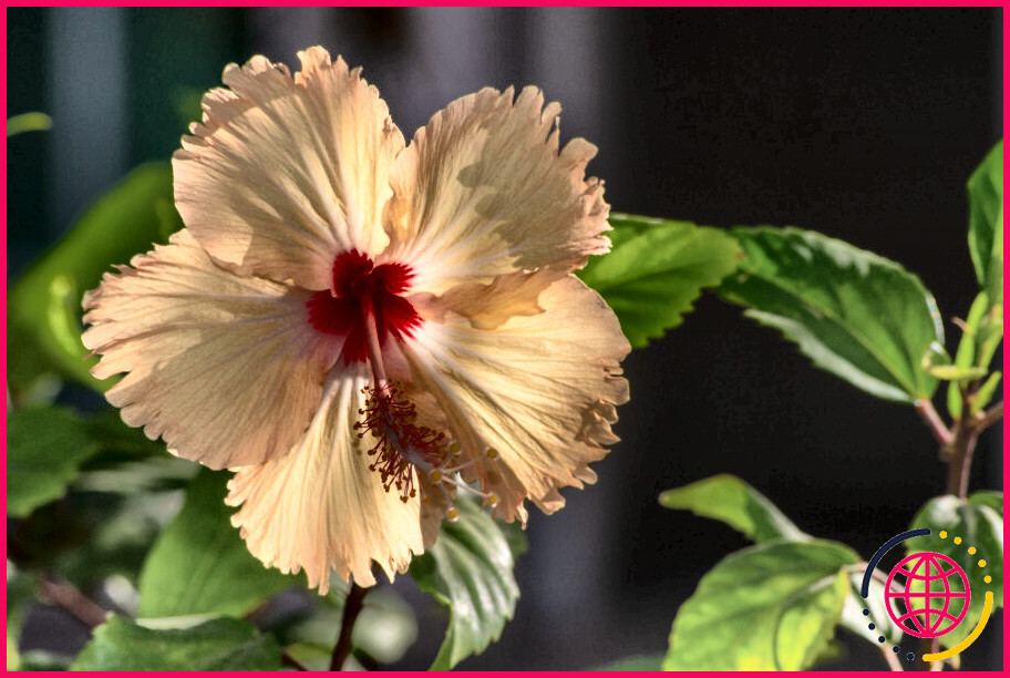 Comment traiter le flétrissement de l'hibiscus ?
