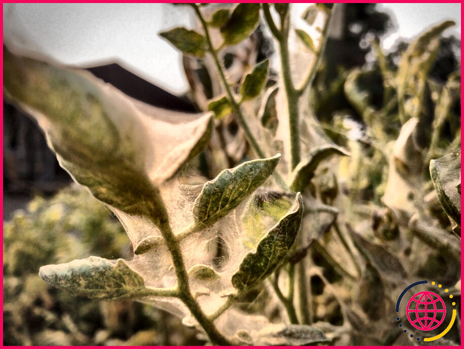 Comment Tuer Les Acariens De La Tomate Lizengo Fr 22