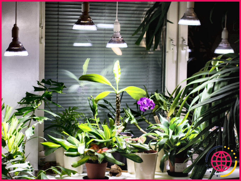 De quelle quantité de lumière les plantes tropicales ont-elles besoin ?
