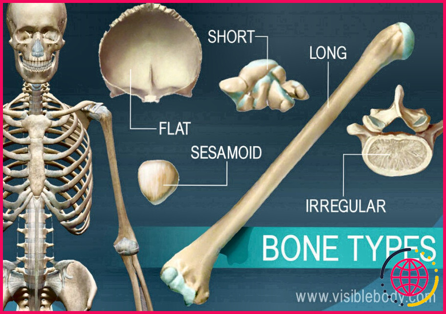 De quoi est constitué le système squelettique ?
