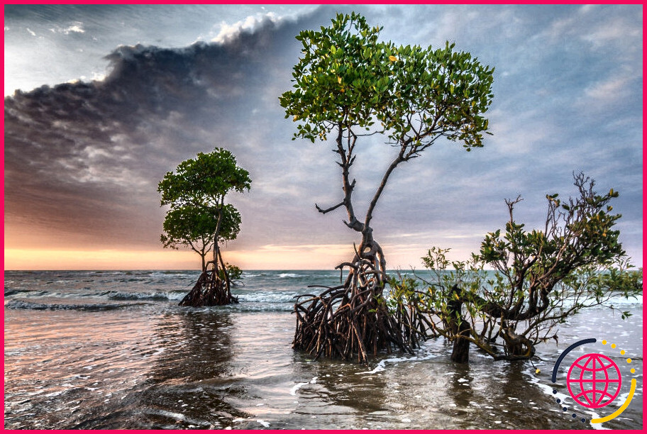 D'où vient le mot mangrove ?

