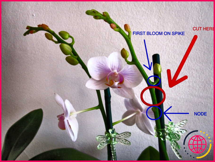 Faut-il couper les fleurs d'orchidées mortes ?
