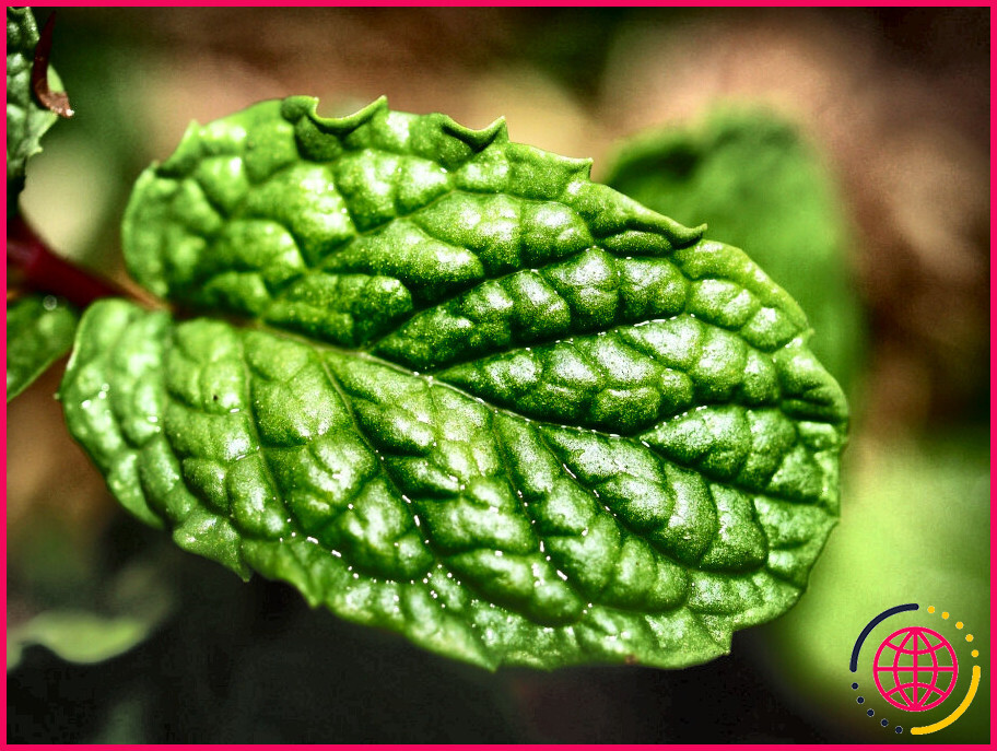 La Menthe Est Elle Sans Danger Pendant L Allaitement Lizengo Fr 22