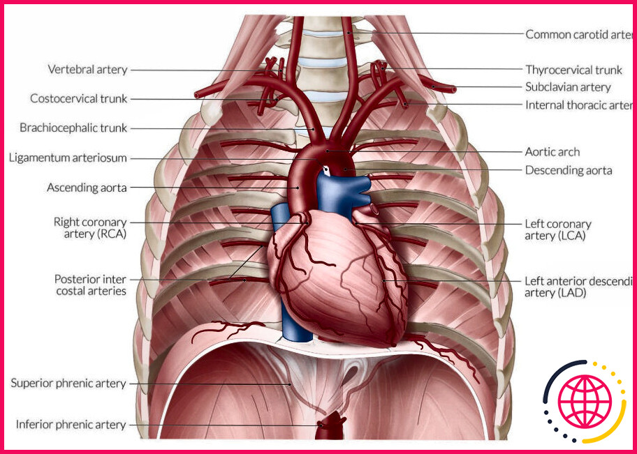 Le cœur se trouve-t-il dans la cavité pleurale ?
