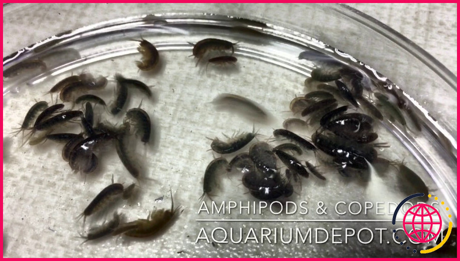 Les amphipodes sont-ils bons pour un aquarium récifal ?
