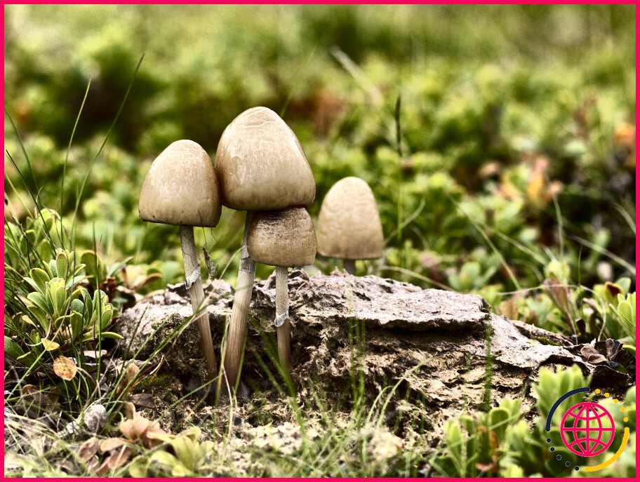 Les champignons poussent-ils sur le caca ?
