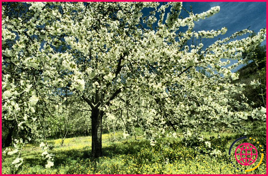 Les feuilles de cerisier sont-elles toxiques pour l'homme ?
