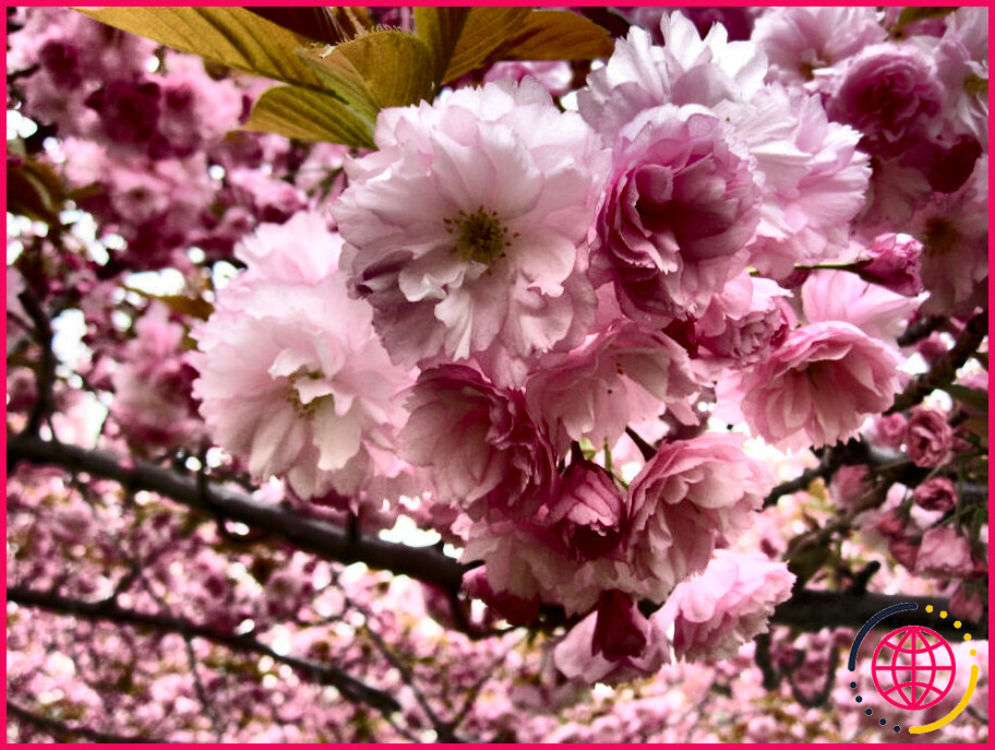 Les fleurs de cerisier sont-elles dangereuses ?
