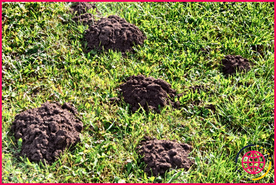 Les hérissons creusent-ils des trous dans les pelouses ?
