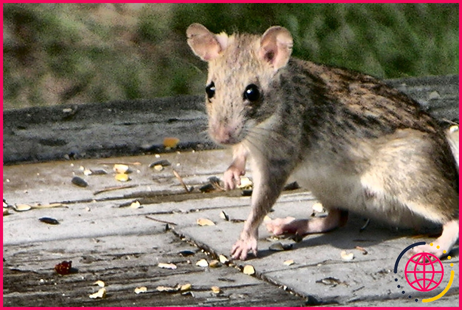 Les rats vont-ils manger les graines des oiseaux ?

