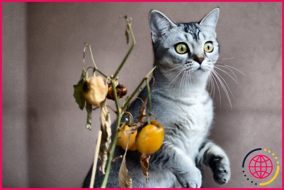 L'huile de citronnelle est-elle sans danger pour les chats ?
