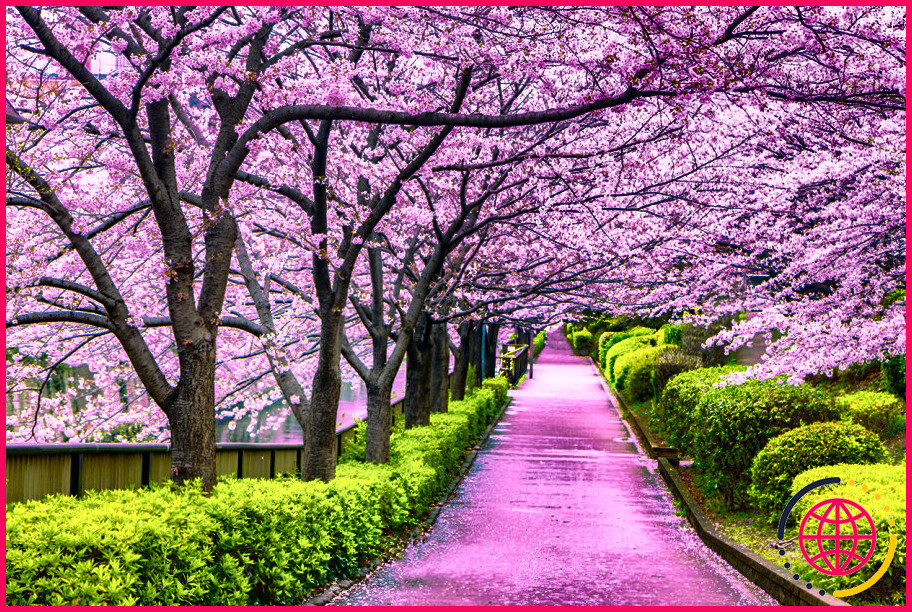 Où puis-je voir les fleurs de cerisier au japon ?
