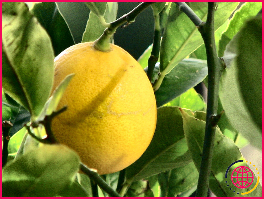 Où sont cultivés les citrons meyer aux États-unis ?
