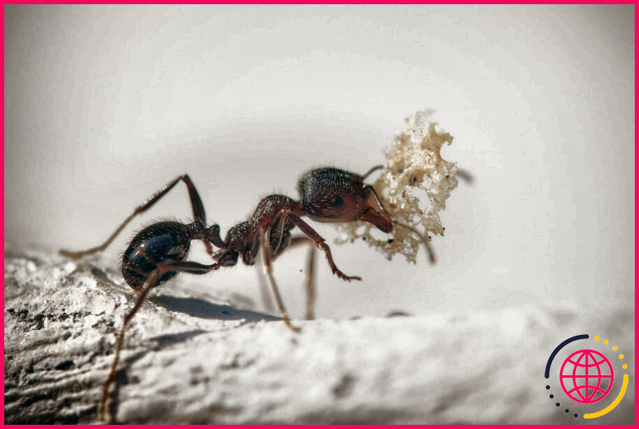 Par quel type d'aliments les fourmis sont-elles le plus attirées ?
