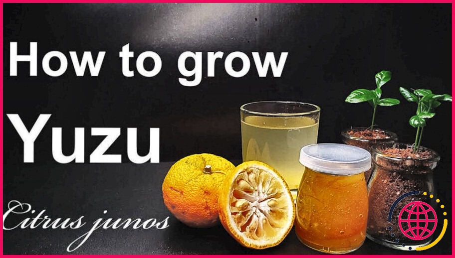 Peut-on cultiver le yuzu à partir de graines ?
