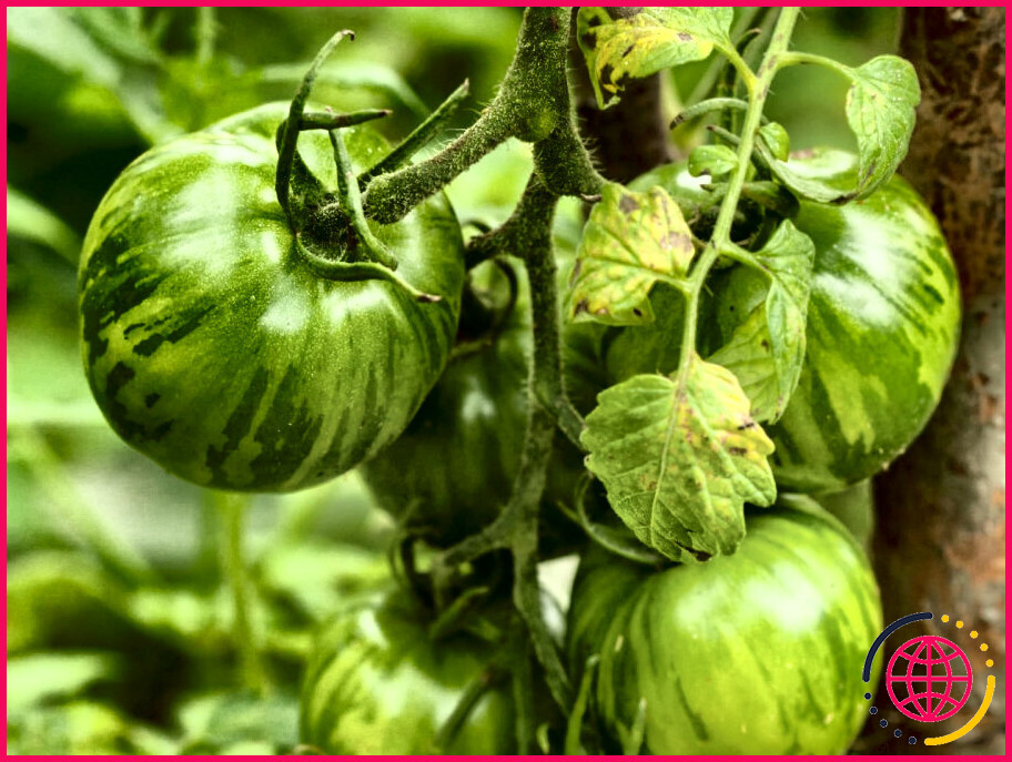 Peut-on manger des tomates lorsqu'elles sont vertes ?
