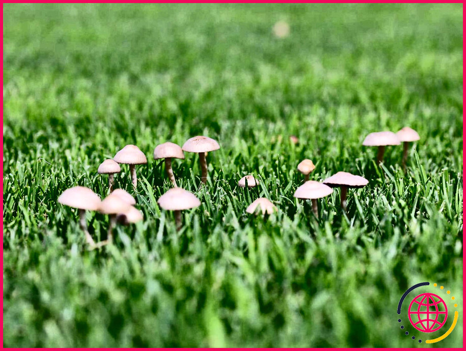 Pourquoi des champignons poussent-ils soudainement sur ma pelouse ?

