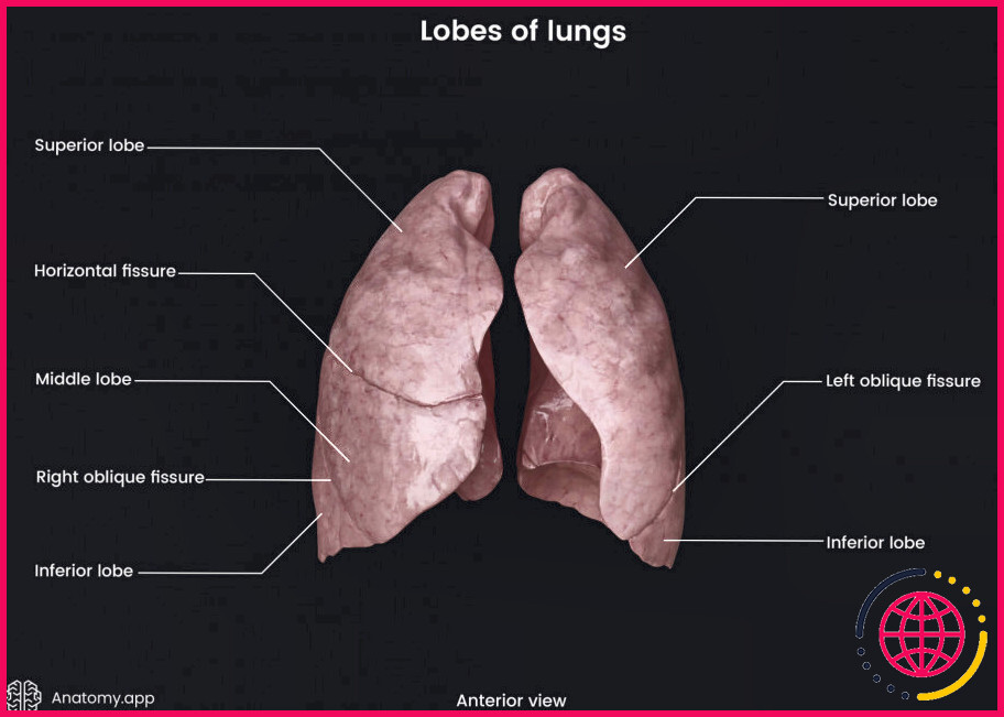 Pourquoi le poumon gauche a-t-il 2 lobes ?
