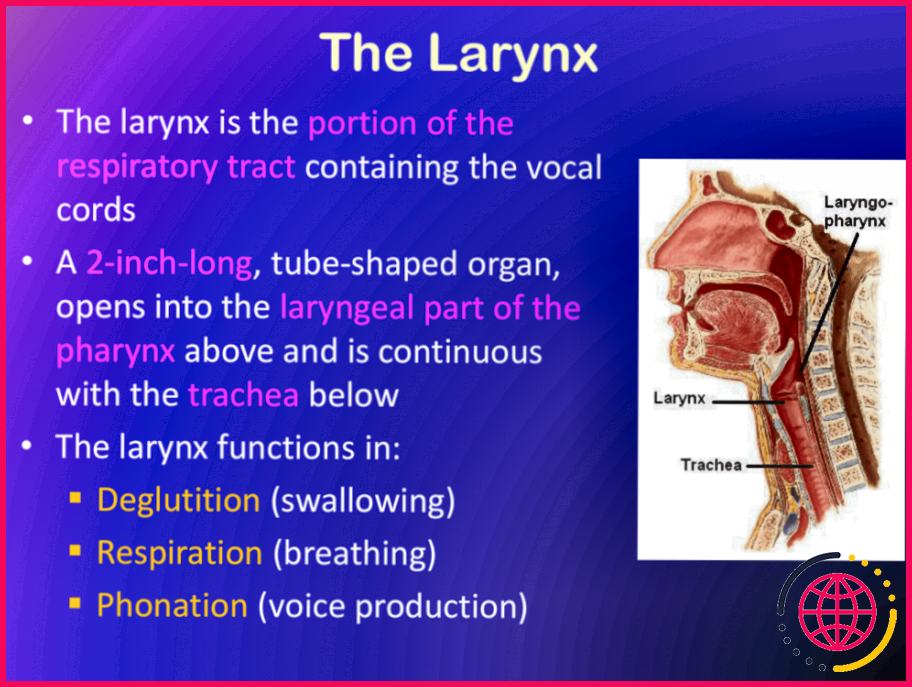 Pourquoi l'élévation du larynx est-elle importante ?
