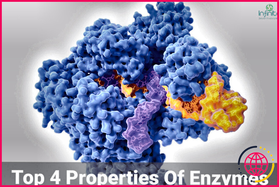 Pourquoi les enzymes sont-elles spécifiques à une réaction particulière ?
les 