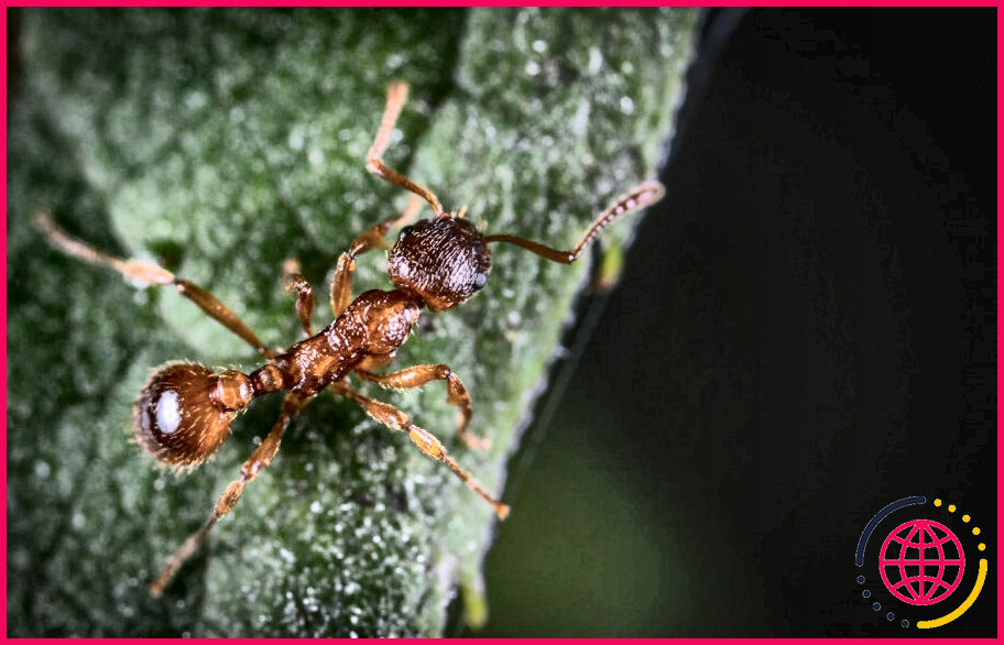 Pourquoi les fourmis sont-elles attirées par moi ?

