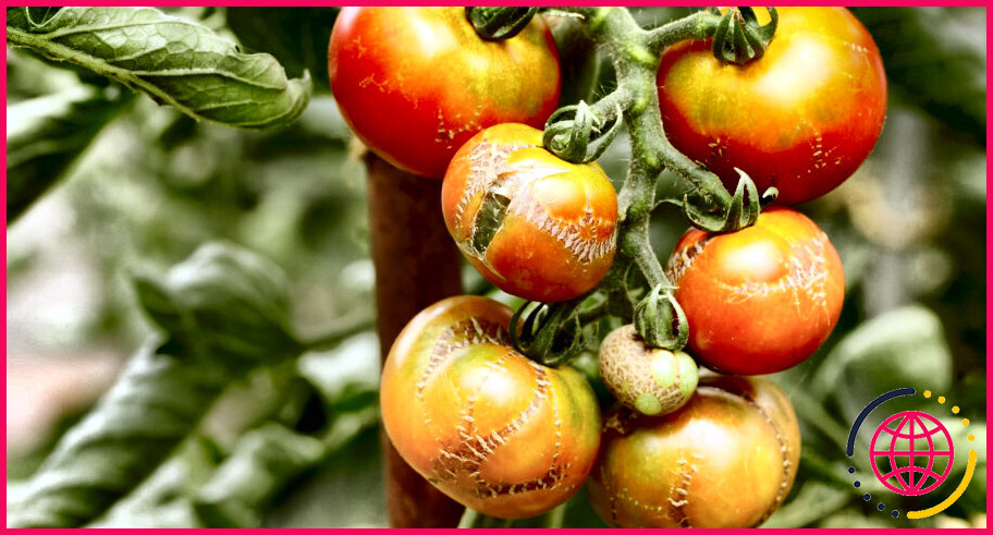 Pourquoi les plants de tomates me donnent des démangeaisons ?
