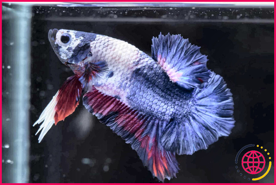 Pourquoi mon poisson betta perd-il sa couleur ?
