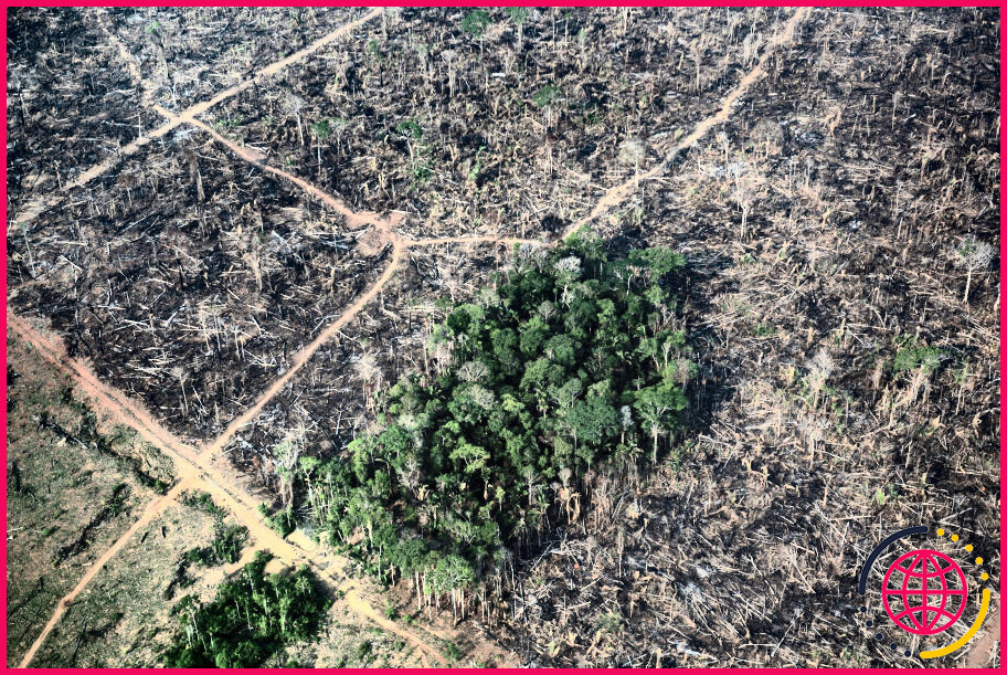 Quand ont-ils commencé à couper la forêt amazonienne ?

