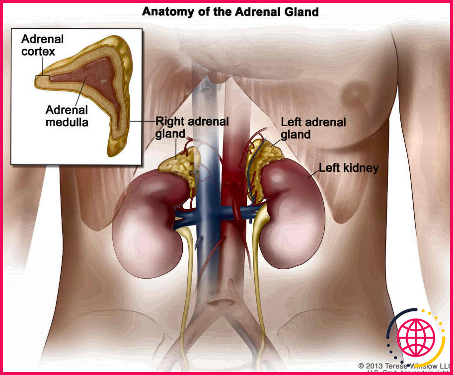 Que produisent les glandes surrénales ?
