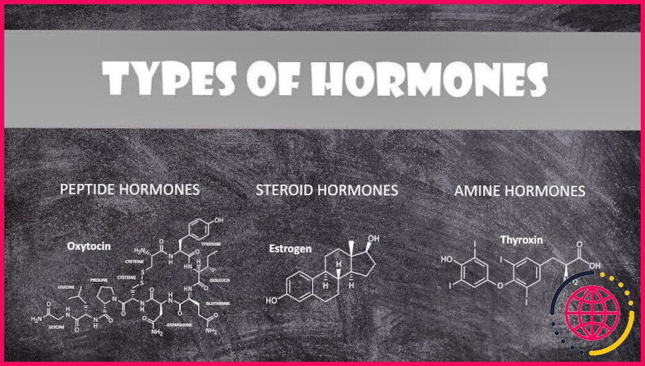 Que sont les hormones dérivées d'acides aminés ?
