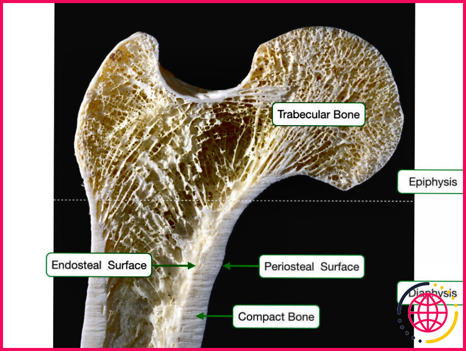 Que trouve-t-on dans l'os compact et non dans l'os spongieux ?
