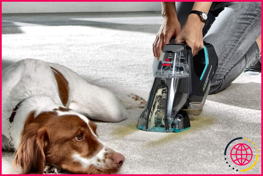 Quel est le meilleur nettoyeur de tapis pour animaux de compagnie ?
