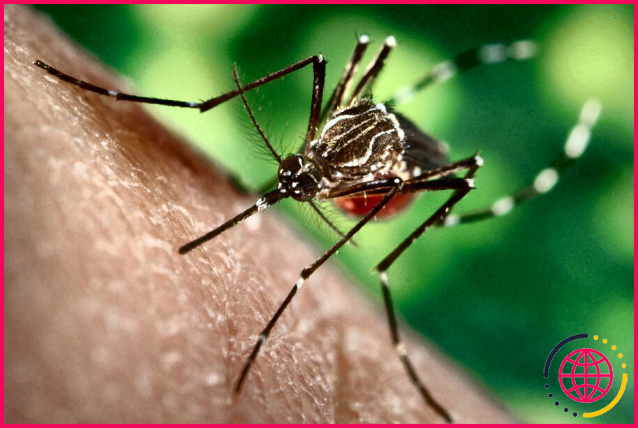 Quel est le mode de transmission de la dengue ?
