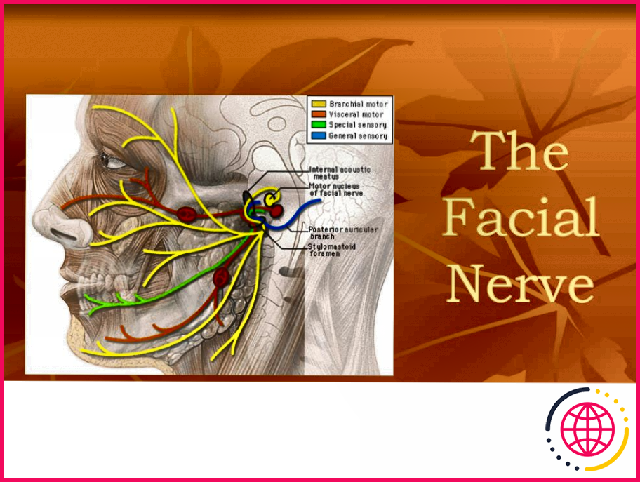 Quel est le parcours du nerf facial ?
