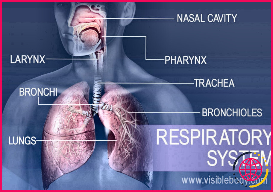 Quel est le processus physiologique de la respiration ?
