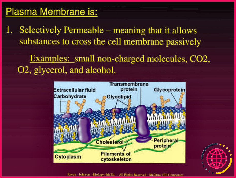 Quel est le rôle des protéines périphériques dans la membrane cellulaire ?
