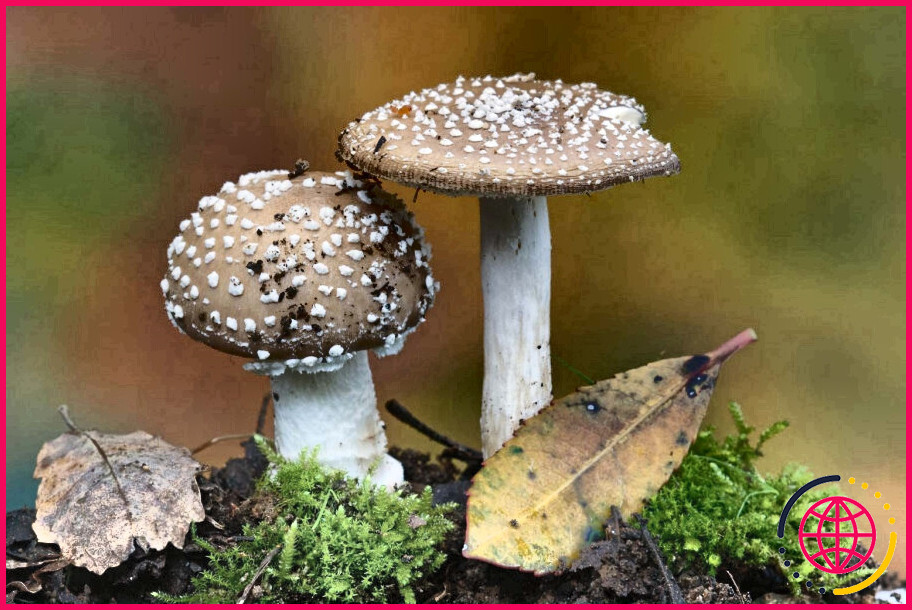 Quel est le rôle du champignon dans un lichen ?

