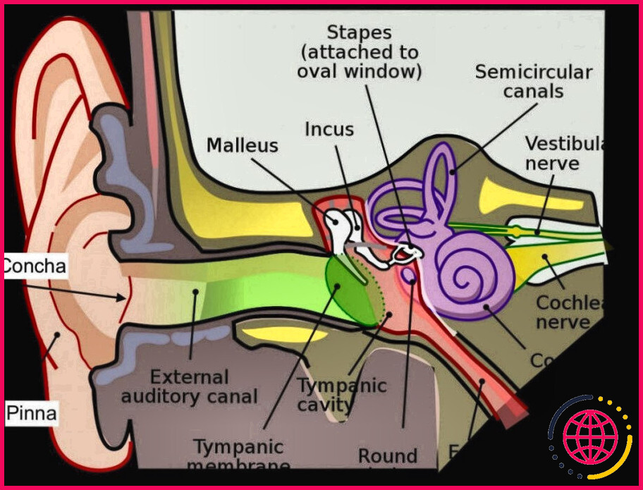 Quel rôle jouent les 3 os marteau enclume et étrier de votre oreille moyenne dans notre sens de l'audition ?
