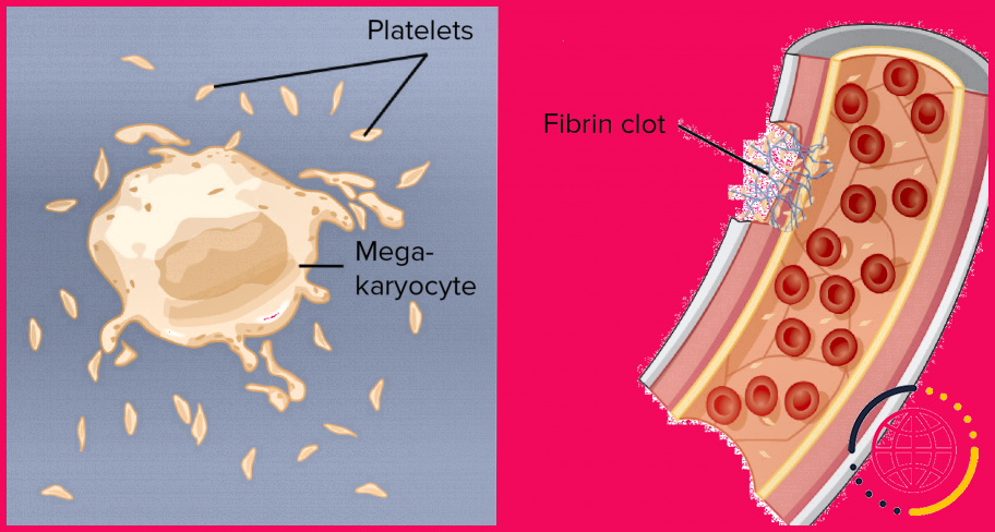 Quel rôle jouent les plaquettes dans la coagulation ?
