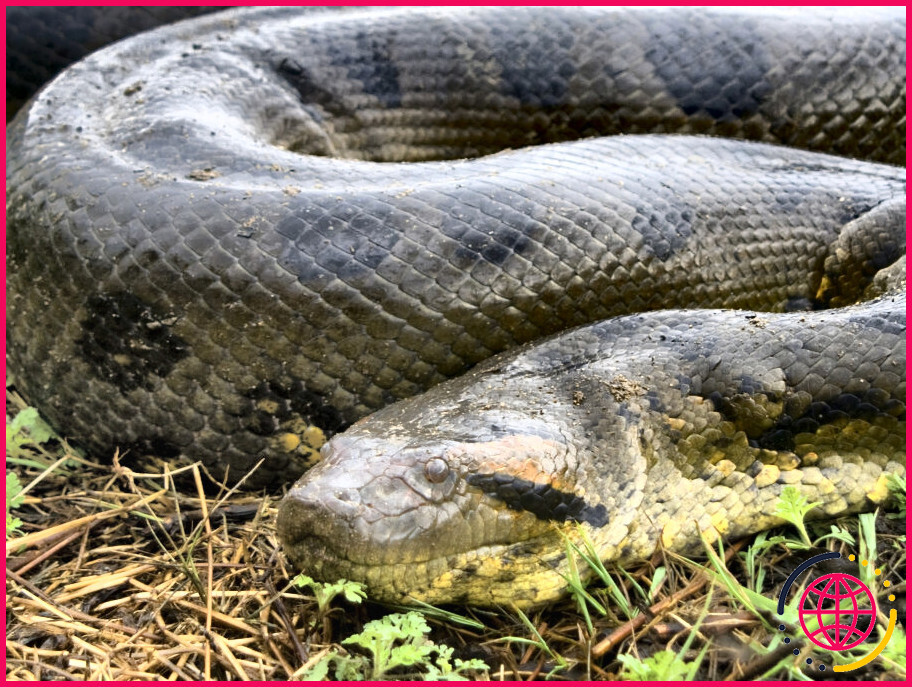 Quelle espèce de serpent est la plus grande ?
