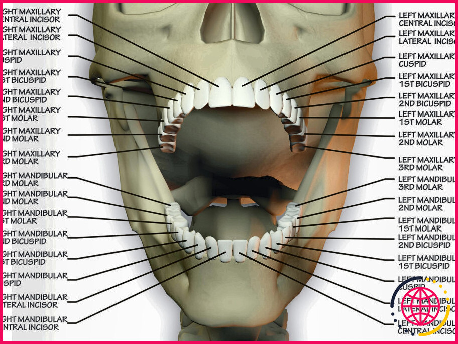 Quelle est la différence entre les incisives centrales maxillaires et mandibulaires ?
les 