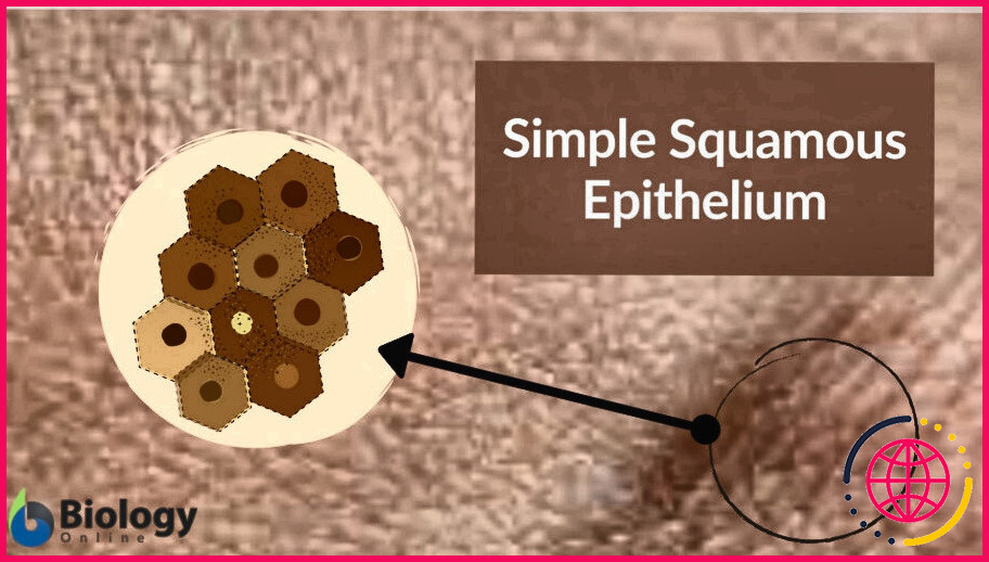 Quelle est la fonction du tissu épithélial squameux ?
