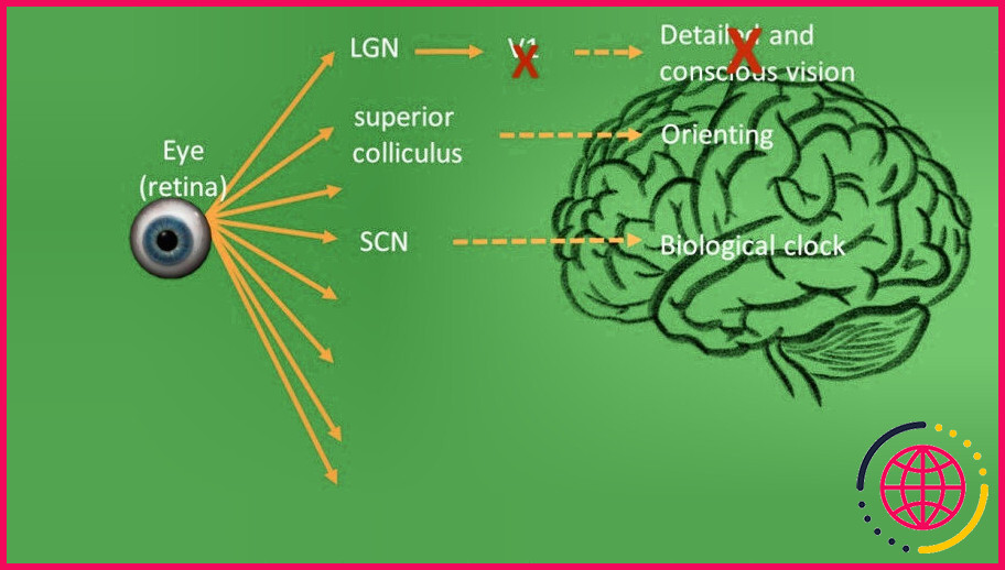 Quelle partie du cerveau interprète les informations visuelles ?

