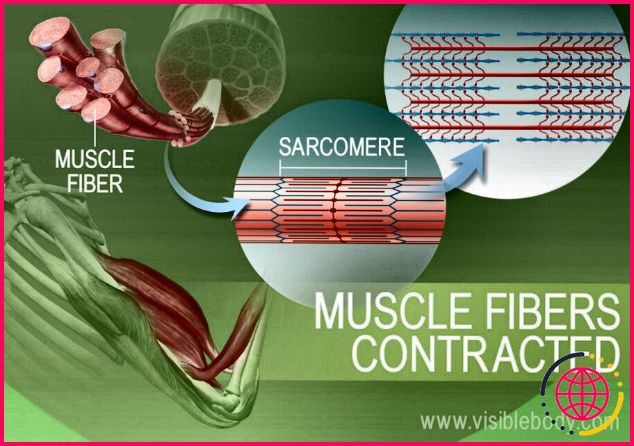 Quelle partie d'une cellule musculaire stocke l'énergie ?
