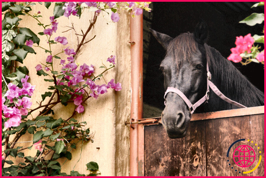 Quelles fleurs sont sans danger pour les chevaux ?
