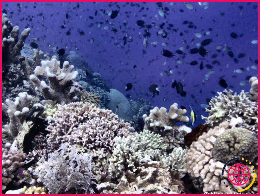 Quelles sont les menaces qui pèsent sur les récifs coralliens ?
