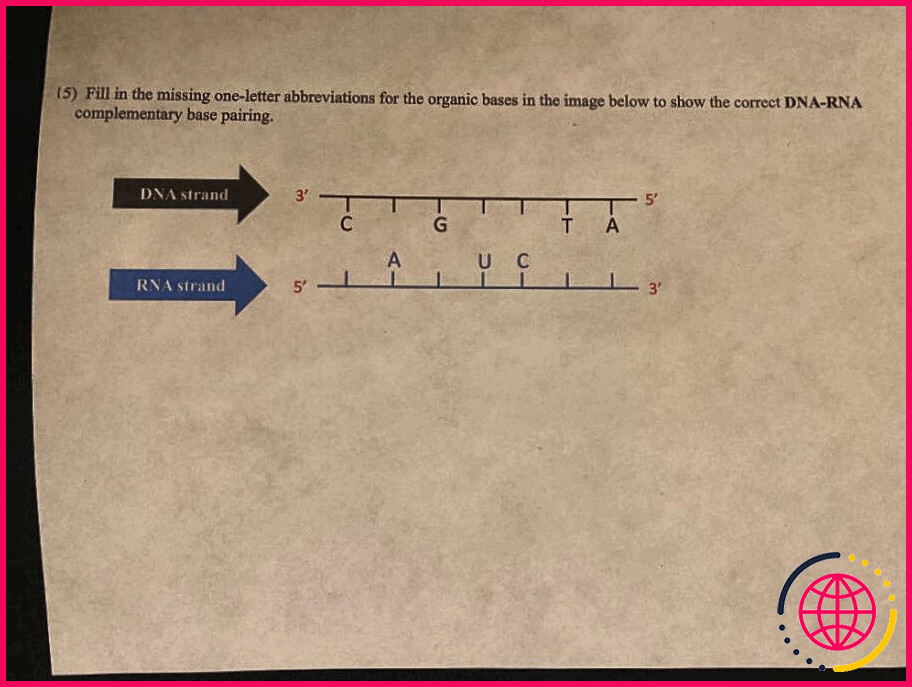 quelles-sont-les-paires-de-bases-compl-mentaires-dans-l-arn-lizengo
