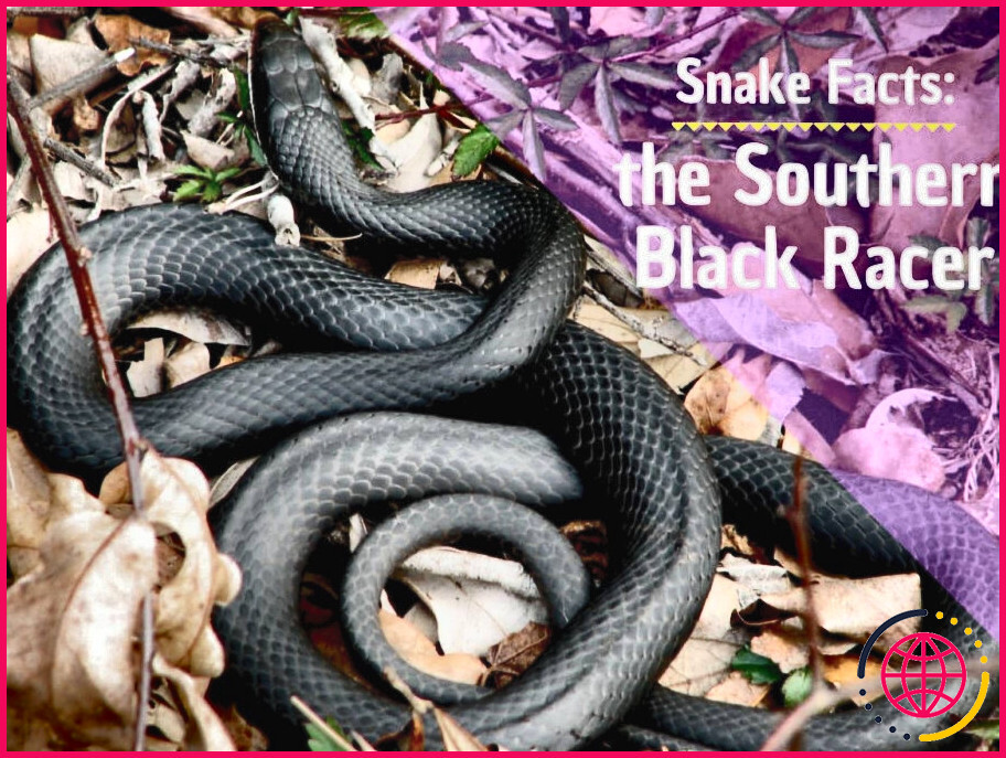 Quelles sortes de serpents noirs vivent en floride ?
